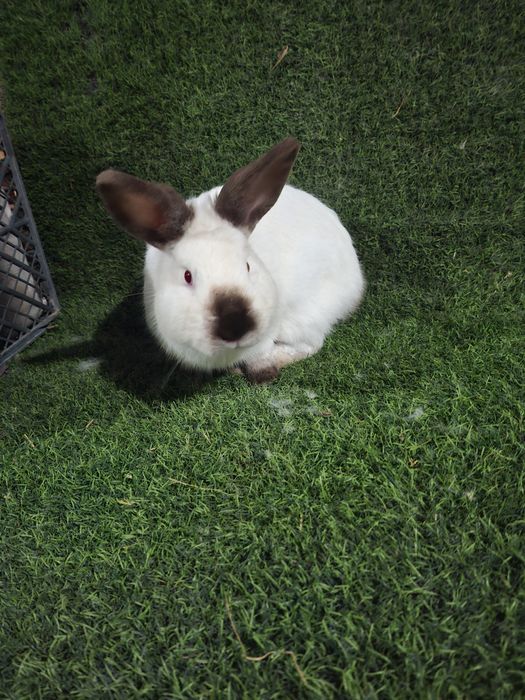 Kaliforniya ishlashga tayyor