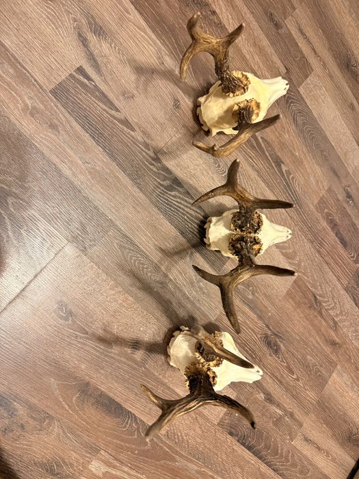 Trofee caprior , trofeu coarne cerb , carpatin , design rustic