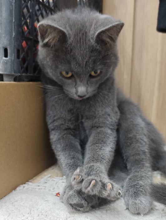 Отдаём ласковых котят в добрые руки