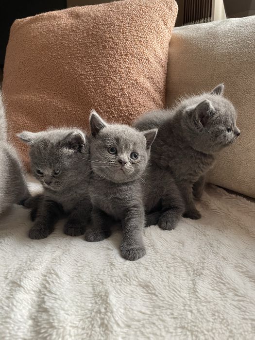 Британска късокосместа/ Шотландска клепоуха