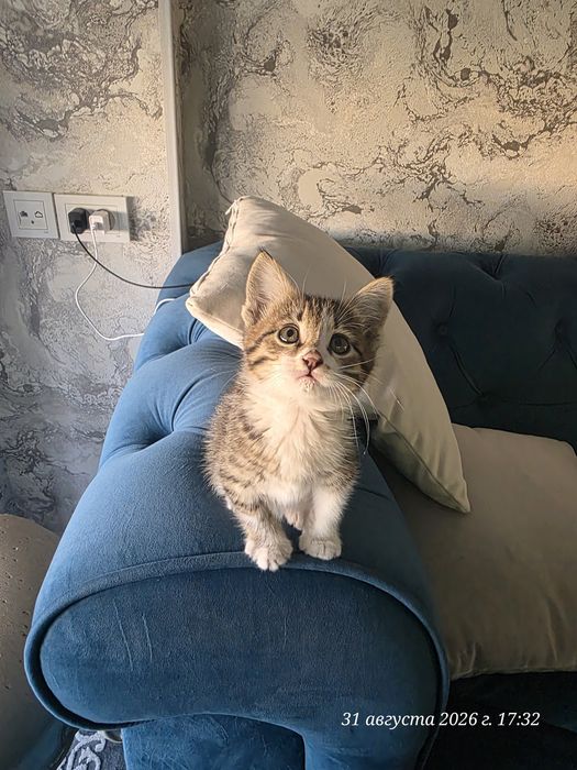 Котёнок девочка 1.5 месяцев