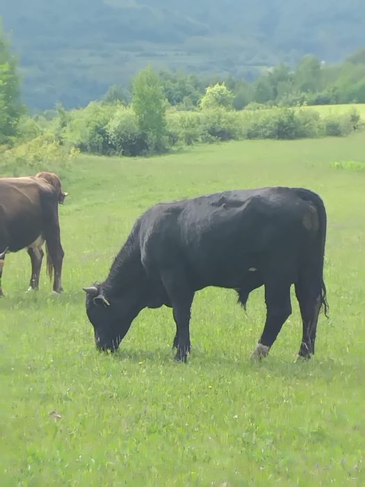 Vand 2 tauri de 15 luni, detalii in privat