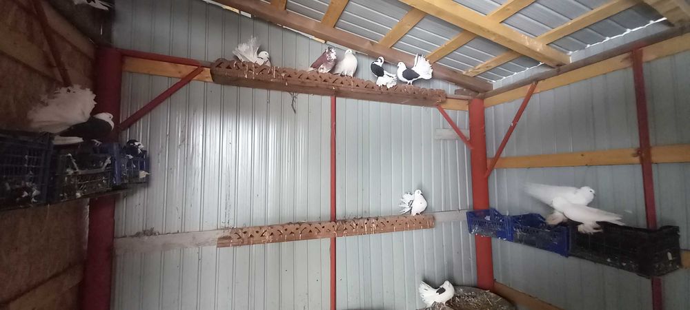 Vand porumbei voltati