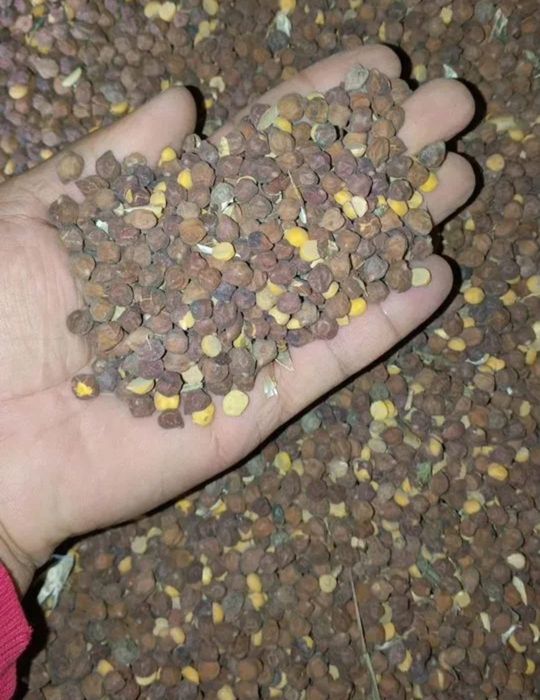 Пшеница.Платный чат! Все корма.