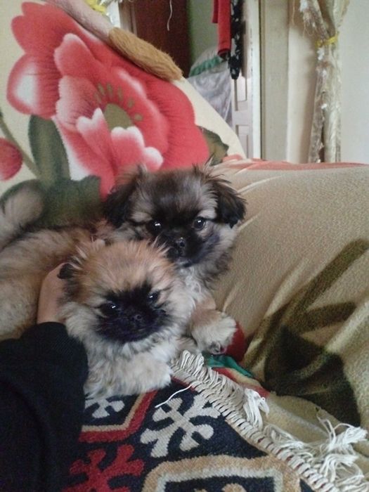 Пекинесы мальчики