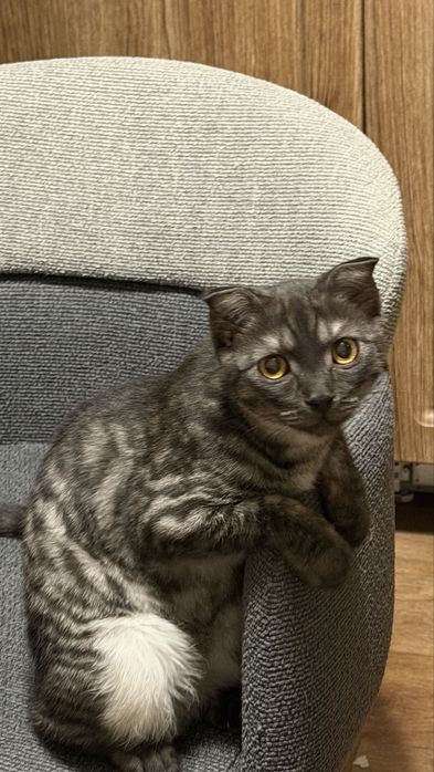 Кот отдам нашла его
