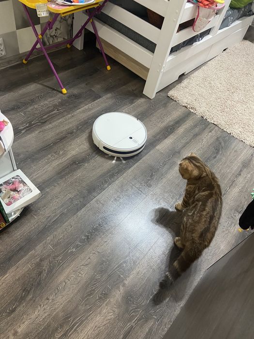 Кот приглашает на вязку