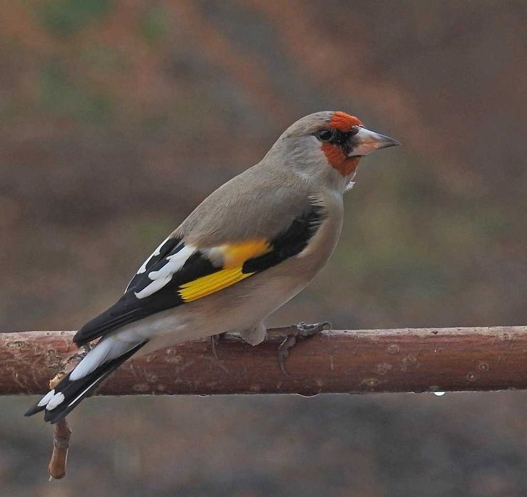 Щегол седоголовый супер поющий/Норчи автомат сайроки