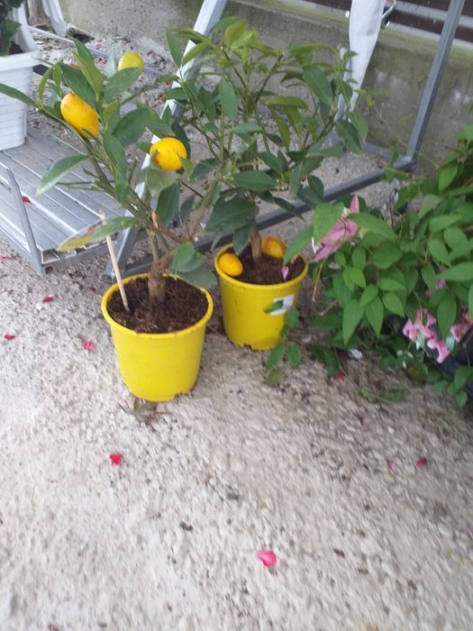 Vand lamai altoit la ghiveci  și artari japonezi  la ghiveci