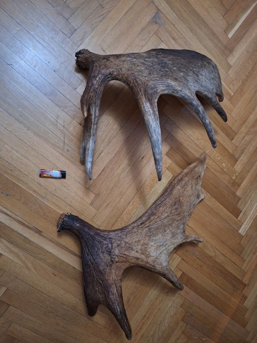 Vând coarne elan, cerb trofeu