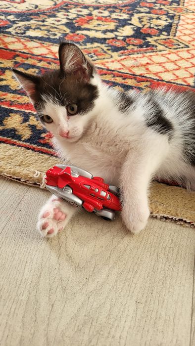 Отдам котенка в добрые руки