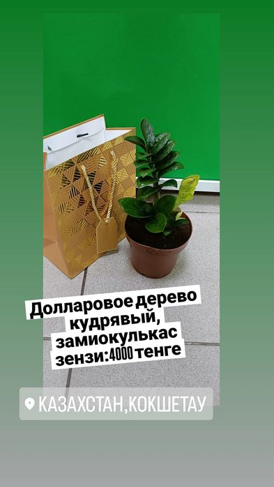 Замиокулькас зензи:4000 тенге