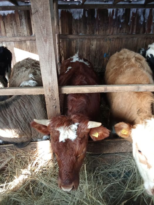 Продам тёлок годовалые