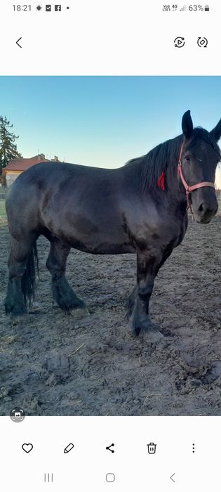 Iapa 5 ani,gestanta provienienta polonia