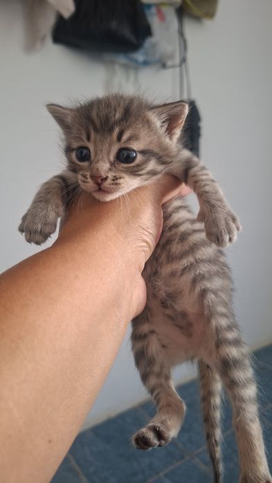 В добрые руки  котенок