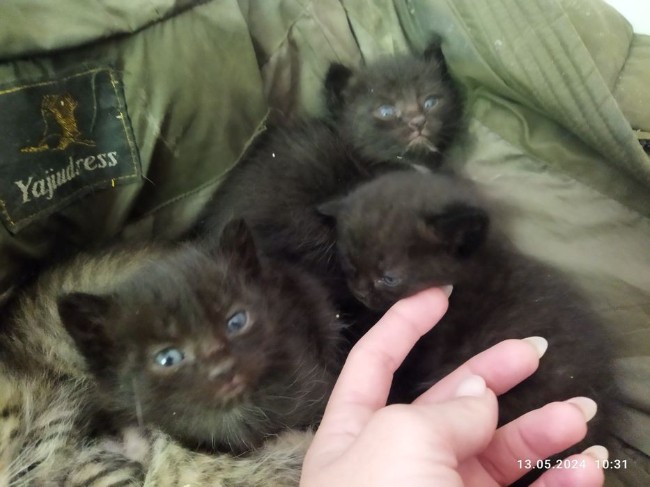 Отдам котят срочно