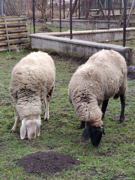 Vînd doua oi și un berbec