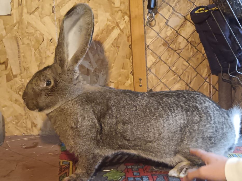 Iepurii uriaș german