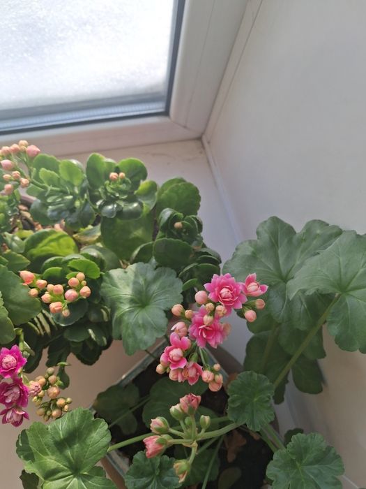 Продам алое растение