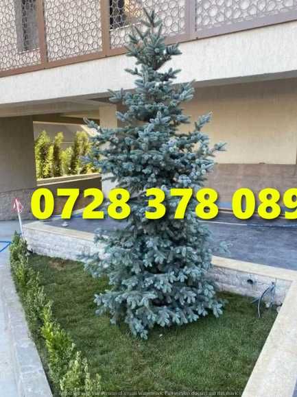 Gazon / Insamantare / Rulouri de Gazon