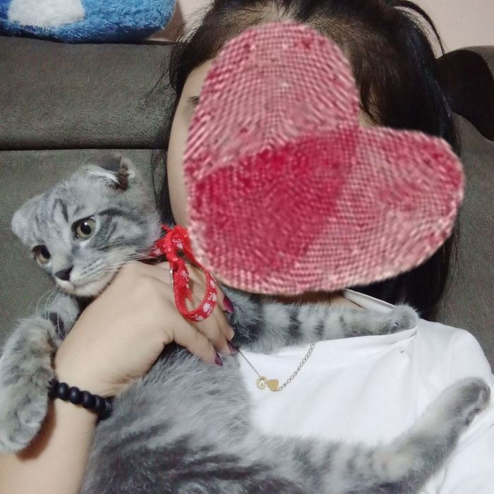 Shotland mushukcha, Scottish Fold