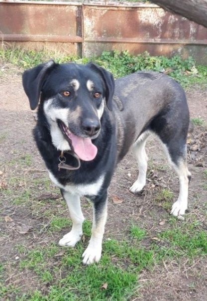 Рита търси приемен дом срещу заплащане