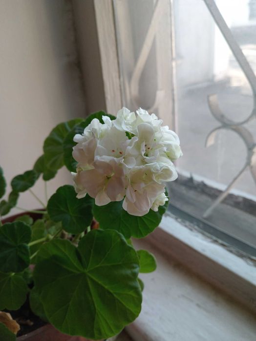 укорененные черенки белой герани