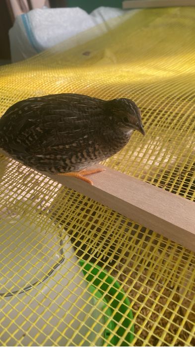 Oua fertile de prepelita pitica chinezeasca