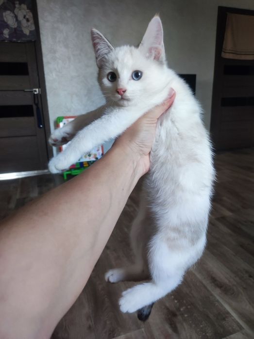 Котята девочки 5 шт