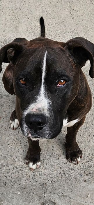 Питбуль на вязку.