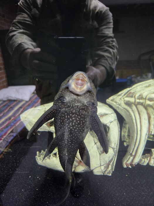 Продам сома птерика срочно.