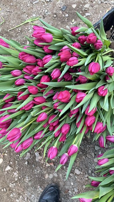 Тюльпаны оптом