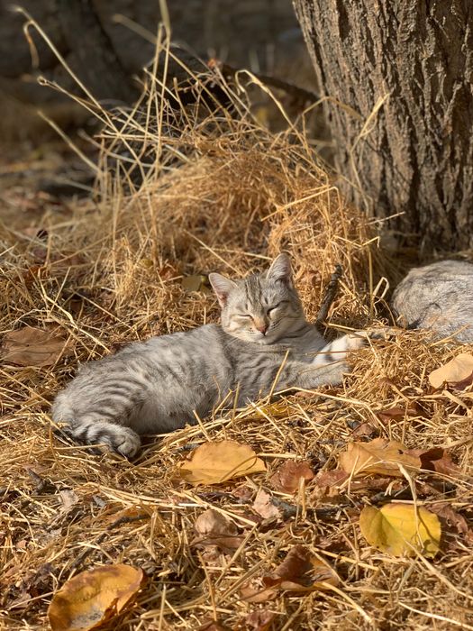 Котята ищут любящего хозяина