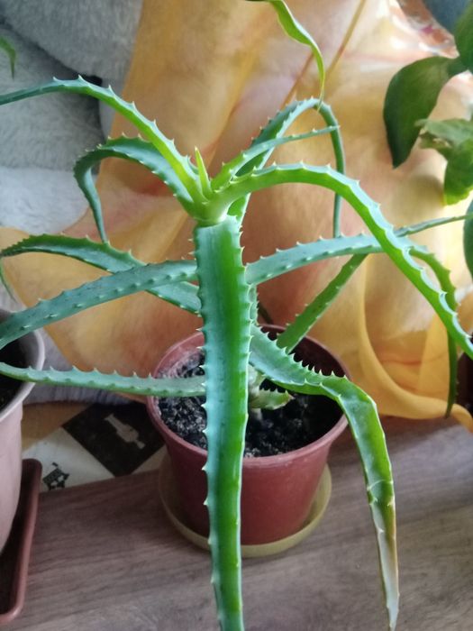 Алоэ . Суккулент .