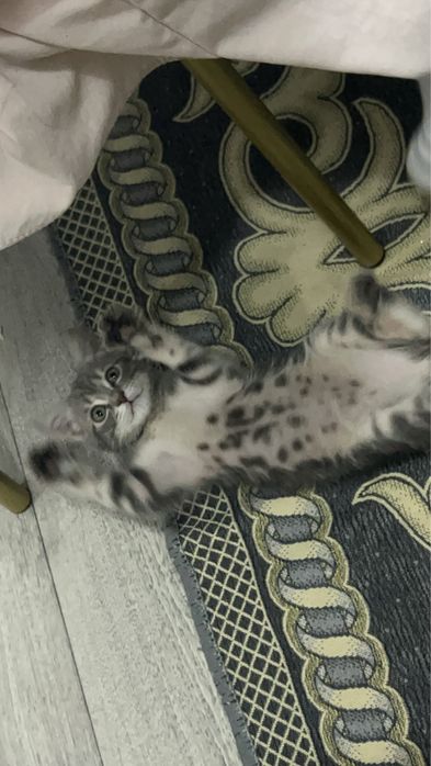 Продам котенка.Шотландская скоттиш страйт,родился в ноябре