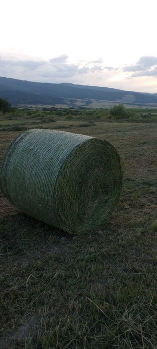 Baloti fan si lucerna