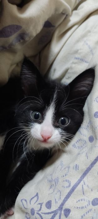 Котята в хорошие руки