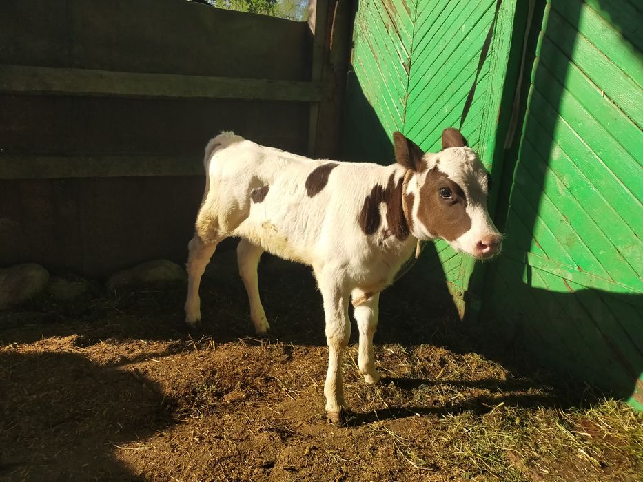 Телята здоровые.