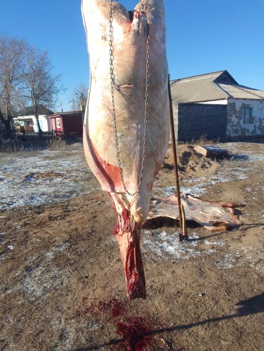 Соғымға байталдар бар