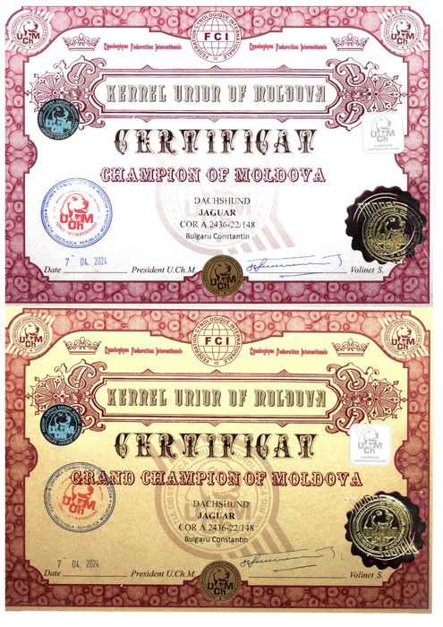 Pui Teckel Standard par Sarmos ( Dachshund Standard Rauhhaar )