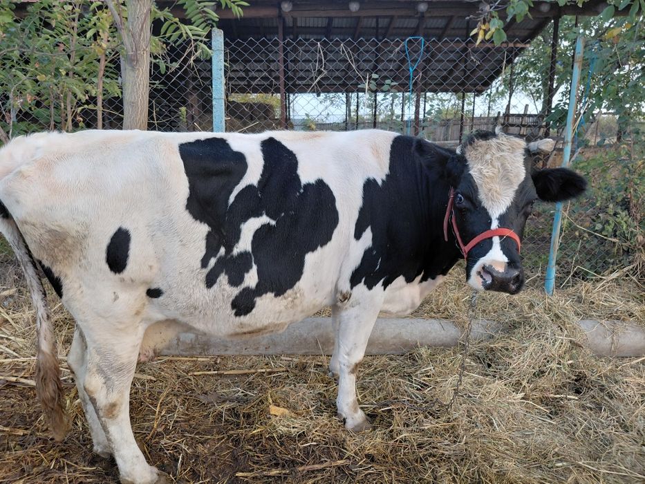 Vaca si taur de vanzare