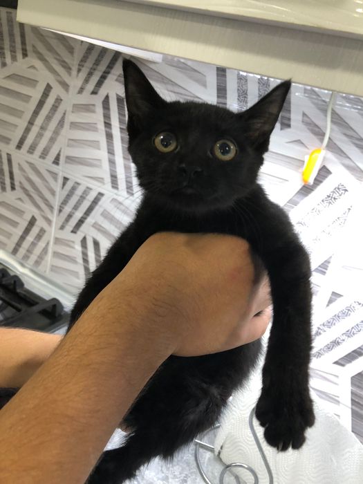 Отдаем котенка в хорошие руки