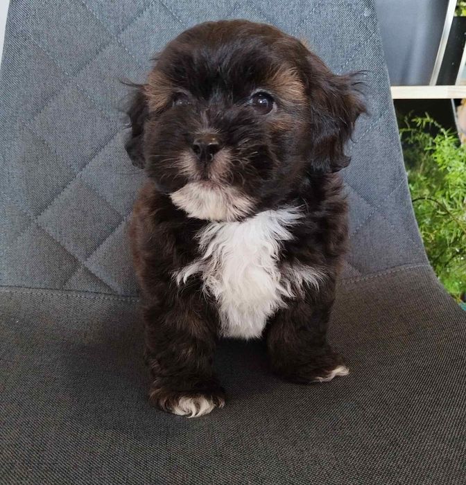 Shih poo/Mini poodle