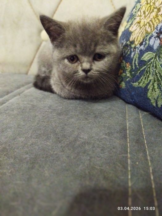 Продается шотландский котёнок