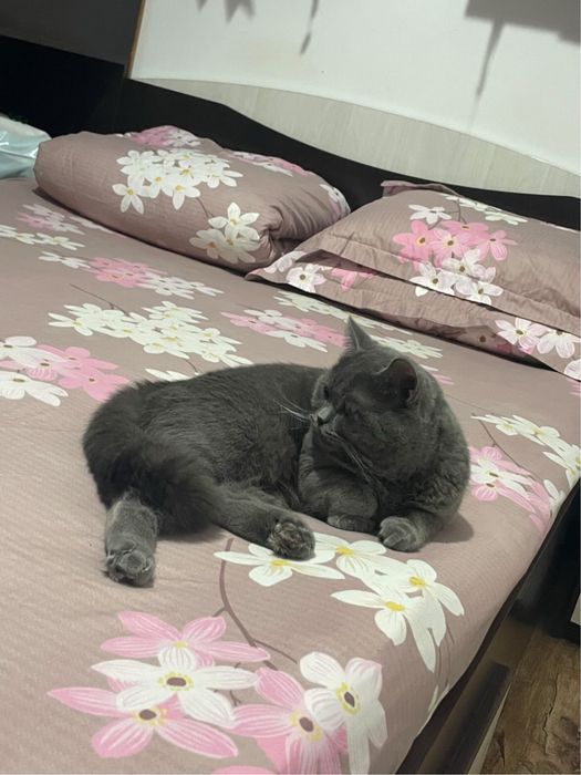 vand british shorthair