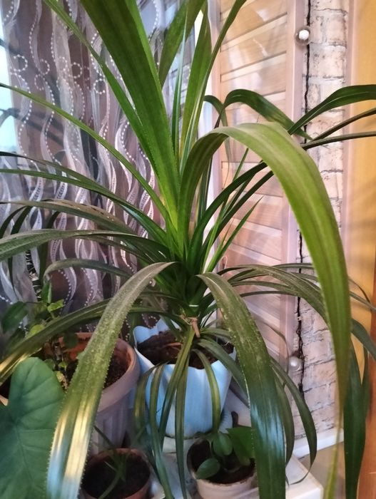 Комнатные цветы для дома и офиса