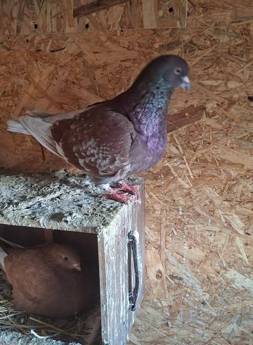 Vând sau schimb cu diverse