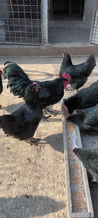 Vand oua de australorp negru