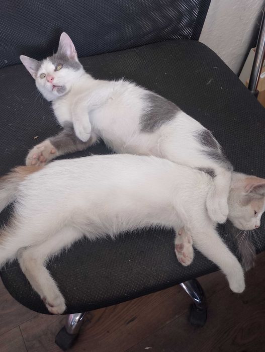 Подарявам малки котенца