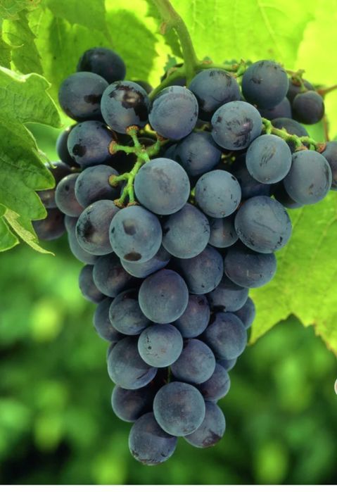 Produc butasi vita de vie altoita anul 3